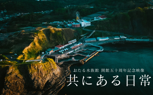 ジオグラムス株式会社の実績 - 小樽水族館　周年記念映像「共にある日常」/ 開館50周年記念コンテンツ No.3
