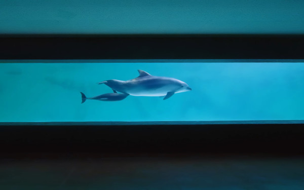 小樽水族館　館内上映用ドキュメンタリー「命に触れる」/ 開館50周年記念コンテンツ No.1