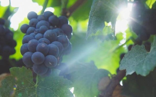 サイト掲載用動画 ブランドサイト「アルベール・ビショー」