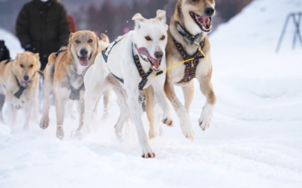 犬ぞり体験~冒険家 舟津圭三とヴィンヤードを走る~
