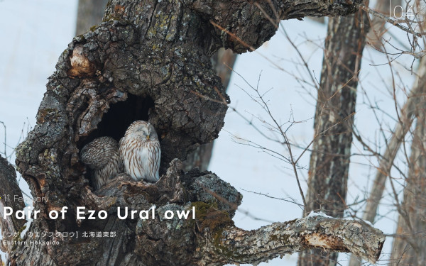 ジオグラムス株式会社の実績 - 星野リゾート イベント上映映像